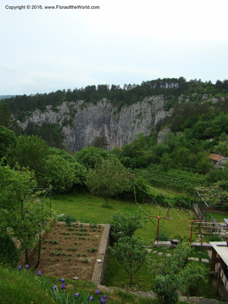 Slovenia. 2 km W of Skocjan on Rd 301. 16 May 08. 005.jpg