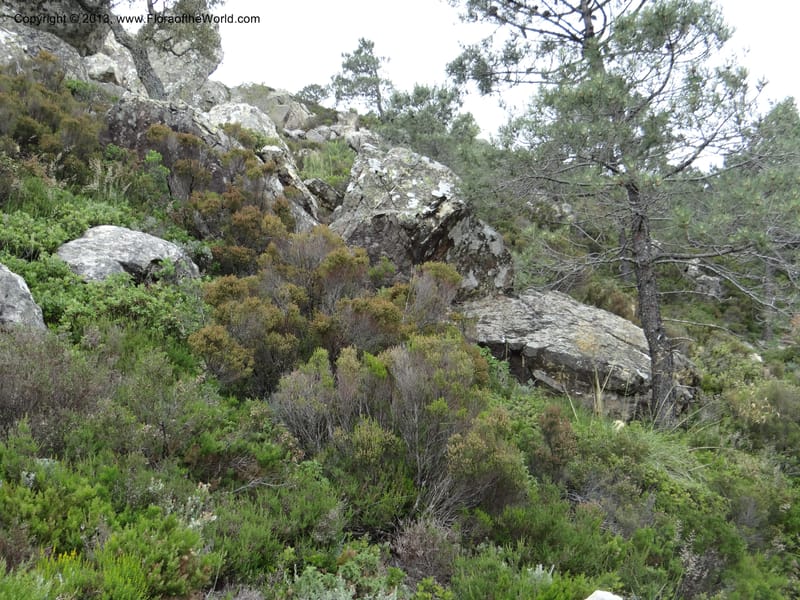 Spain. Andalucia. Parque Natural Alcornocales. 28 May 2013. DSC05381 (45).JPG