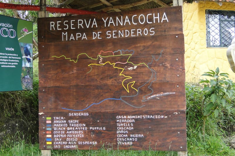 Ecuador. Pichincha. Reserva Yanacocha. 11 Jun 2011. 362.jpg