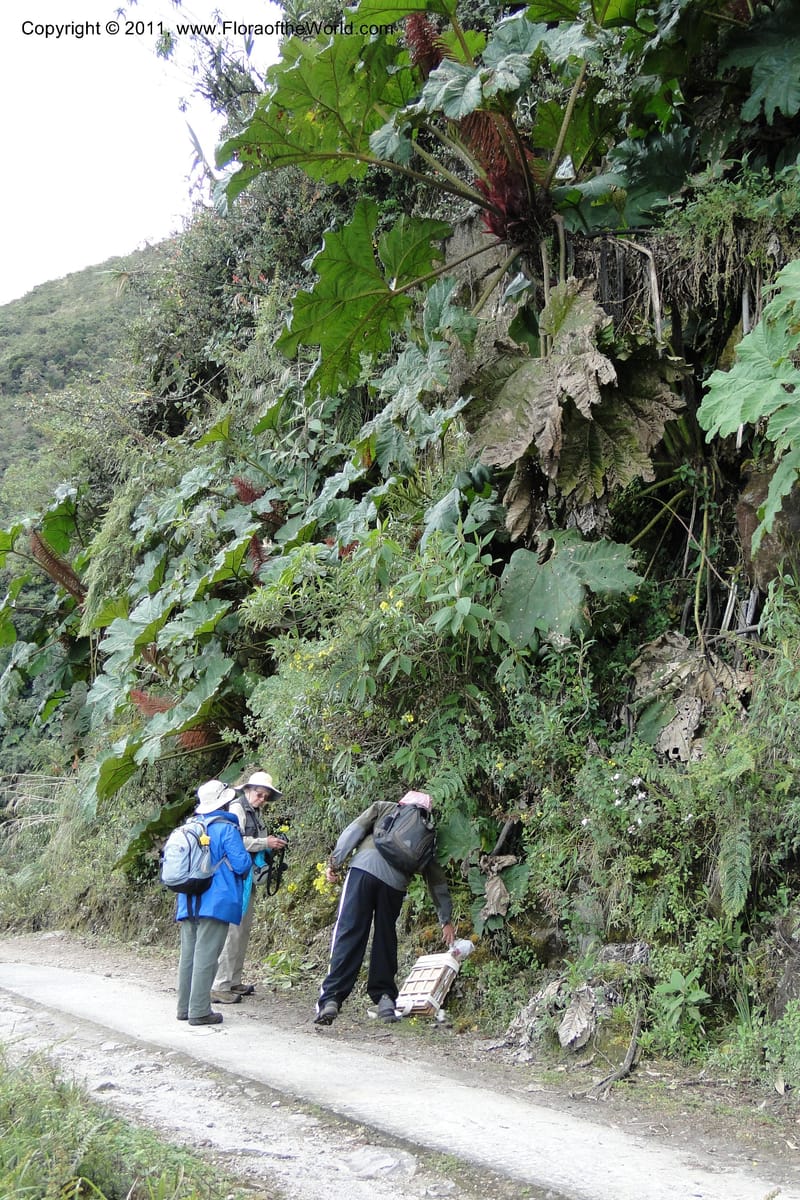 Ecuador. Pichincha. Reserva Yanacocha. 11 Jun 2011. 242.jpg
