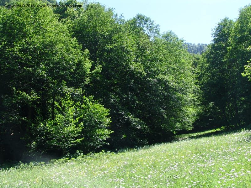 Georgia. Borjomi-Kharagauli Nat. Pk. 8  Jun 05. 152.jpg