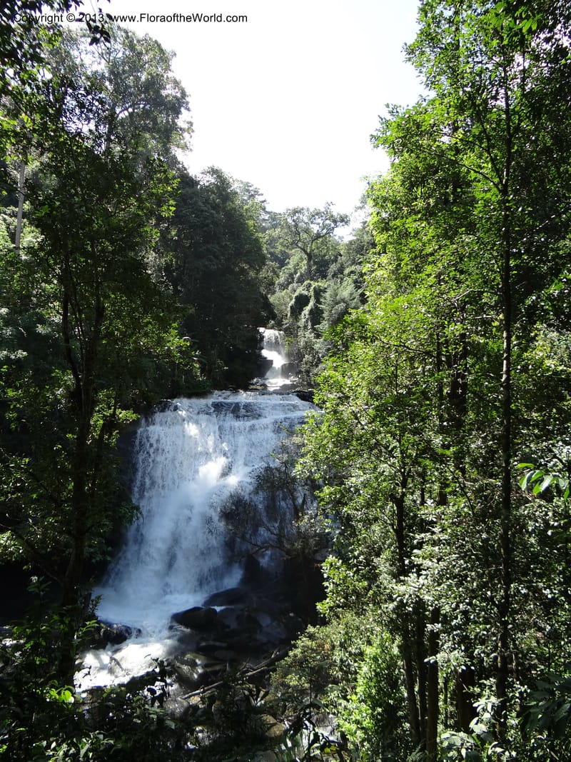 Thailand. Chiang Mai Prov. Doi Inthanon Nat. Park. 9 Nov 2012. DSC08345 (30).JPG