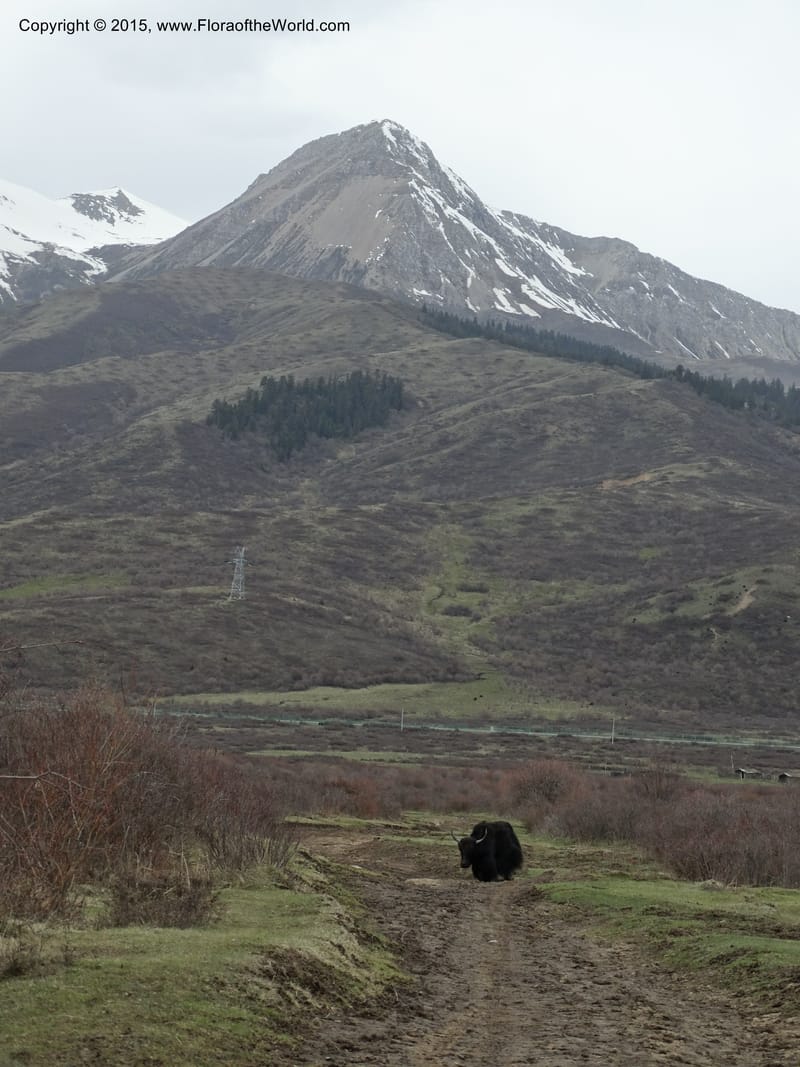 China. Sichuan. ChuanZhu Shi. 7 May 2014. DSC04175 (17).JPG