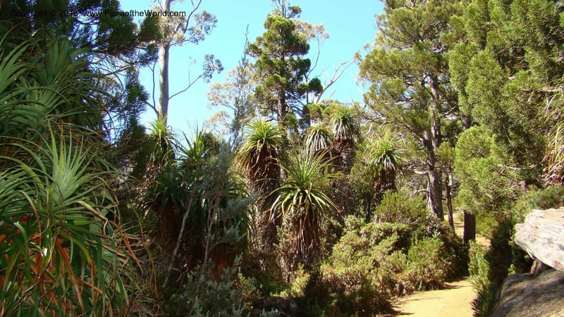 Tasmania. Mt. Field N. P. Near Lake Dobson. 29 Jan 2010. 005.jpg