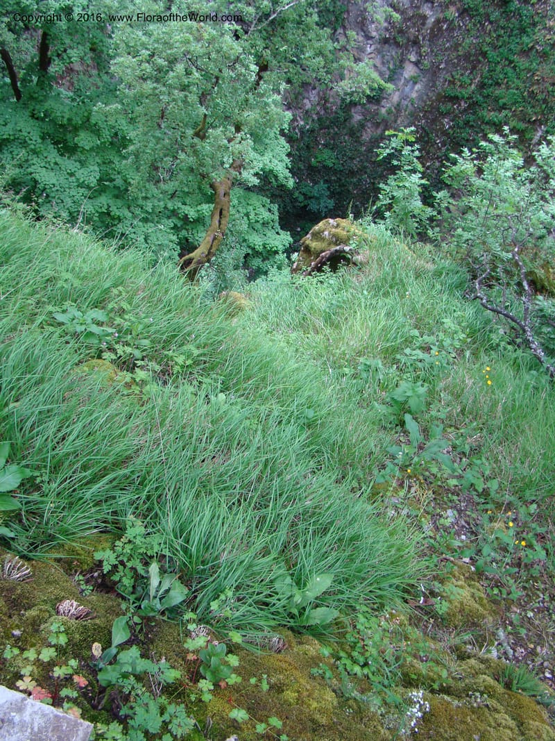 Slovenia. 2 km W of Skocjan on Rd 301. 16 May 08. 012.jpg