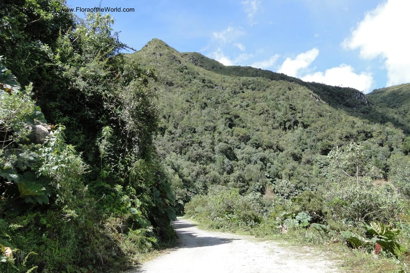 Ecuador. Pichincha. Reserva Yanacocha. 11 Jun 2011. 097.jpg