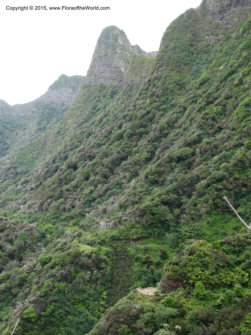 Chile. Juan Fernandez. Mirador Selkirk. 23 Feb 2015. DSC09106 (196).JPG