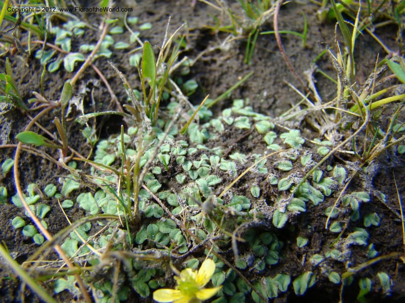 ID. Idaho Co. Granite Lake. 25 Aug 08. 035.jpg