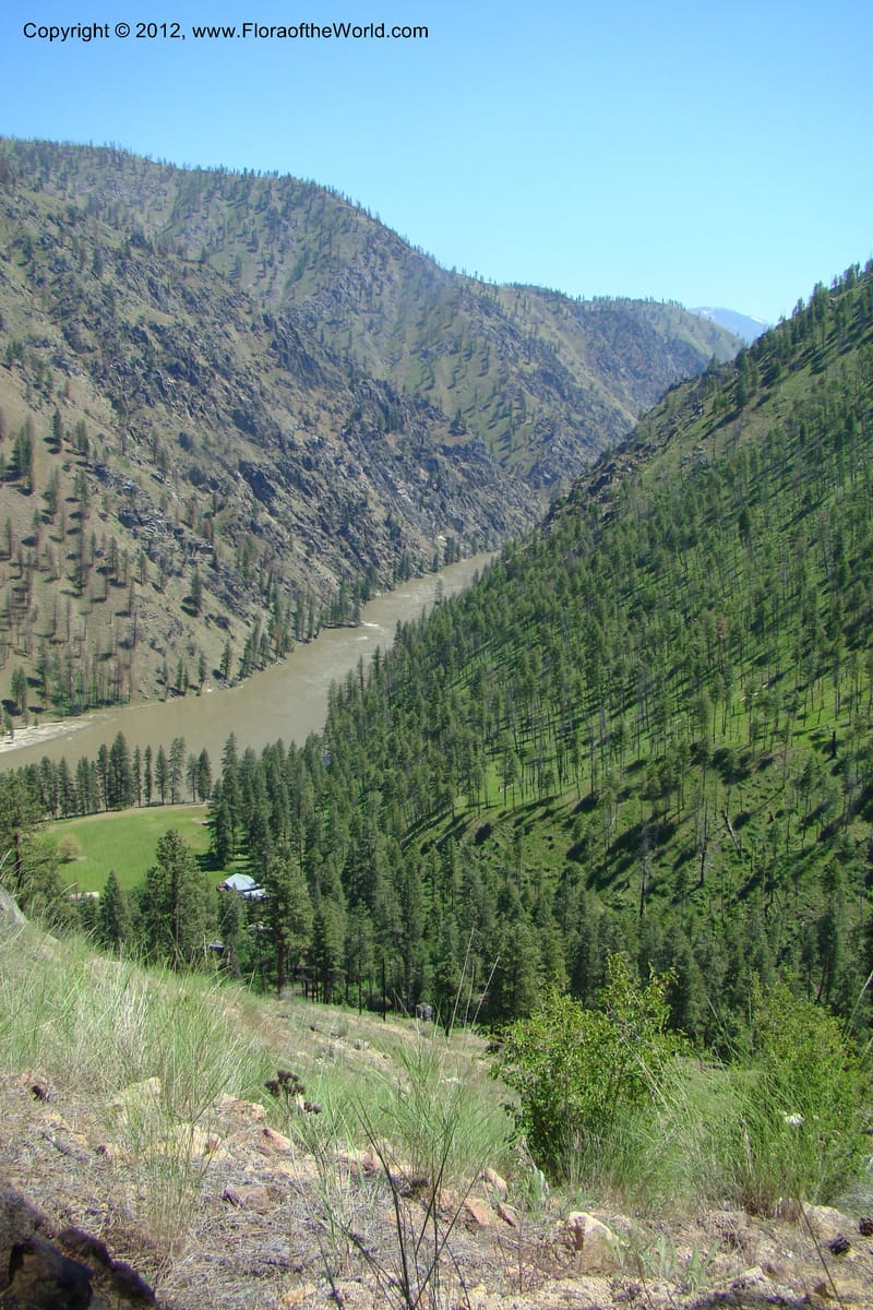 Idaho. Idaho Co. Salmon River. Polly Bemis Ranch. 27 May 2009. 299.jpg