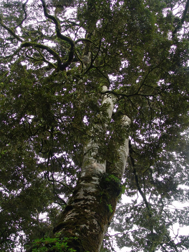 Tanz. Ulanga Dist. Nawenge For. Res. W of Mahenge.20 Feb 06. 195.jpg