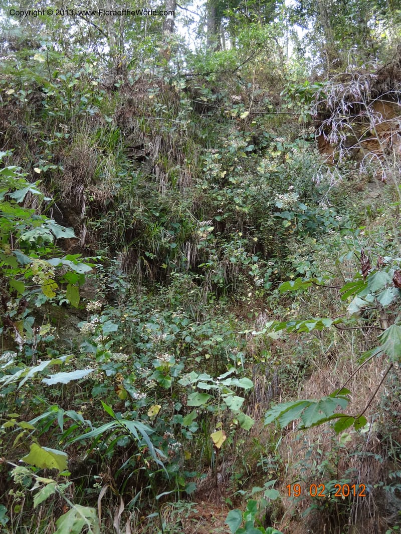 Habitat--Mexico, Chiapas, Tres Picos 19 Feb 2012  3558.JPG