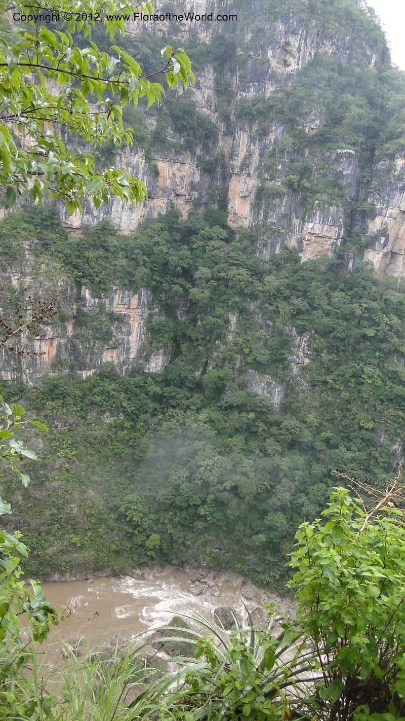 MX. Chiapas. Selva el Ocote. Cascadas el Aguacero. 18 Sept 2010. 327 (27).jpg
