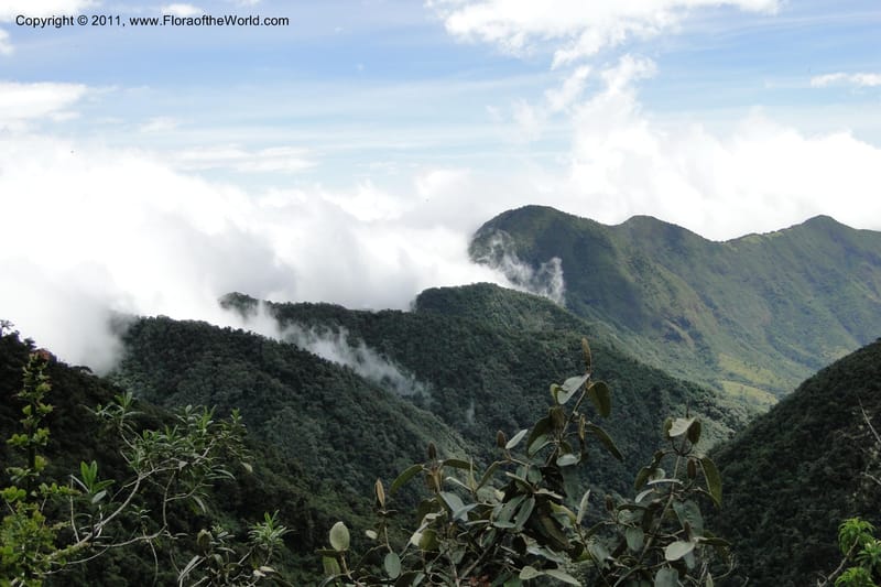 Ecuador. Pichincha. Reserva Yanacocha. 11 Jun 2011. 243.jpg