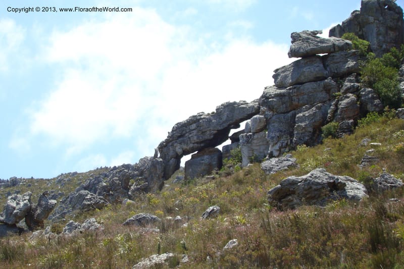 South Africa. Cape Prov. Kogelberg Nat. Res. 21 Jan 09. 161.jpg