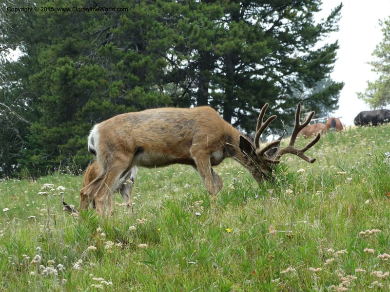 ID. Idaho Co. Seven Devils Campground. 11 Aug 2014. DSC00412 (4).JPG