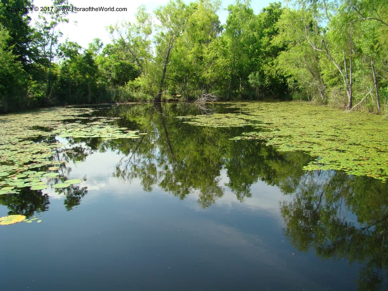 --TX. Harris Co. Sheldon Lake St Pk. 26 Apr 08. 085.jpg