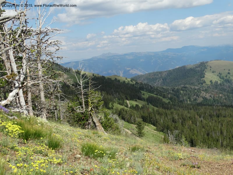 ID. Idaho Co. Seven Devils Camp Ground. 15 Jul 2014. DSC00113 (365).JPG
