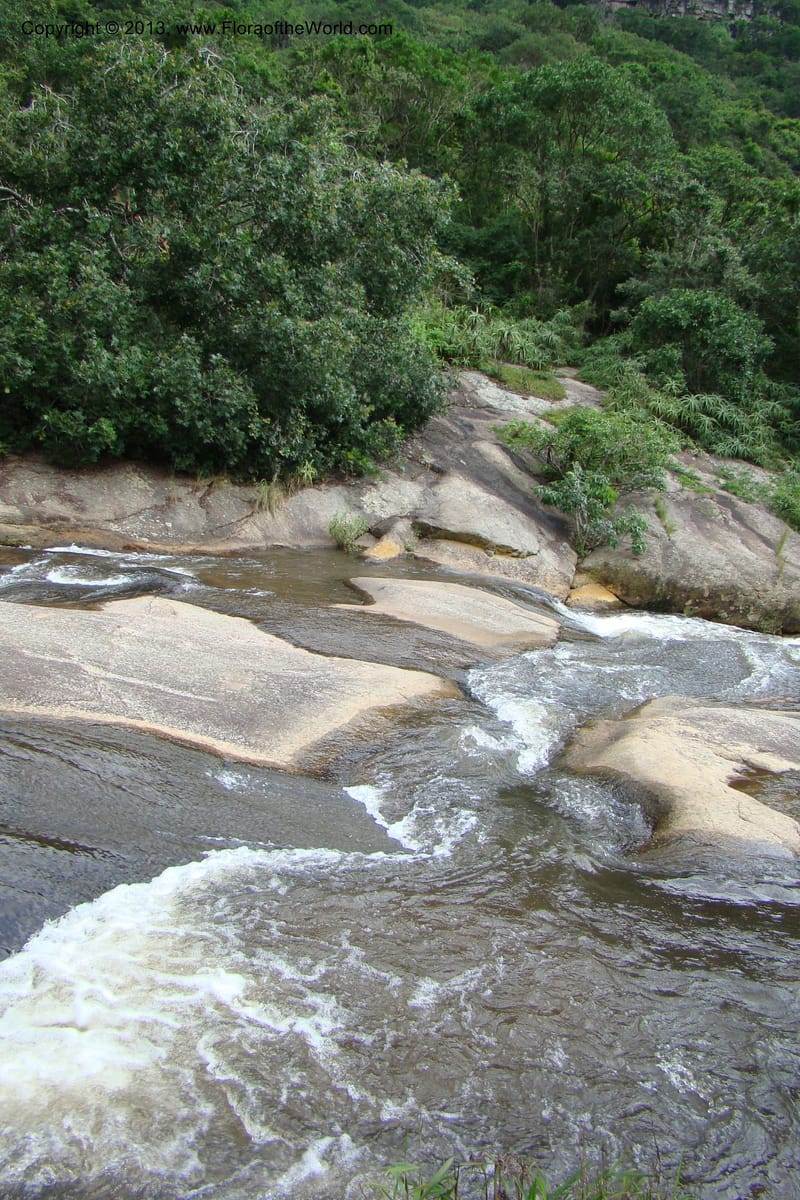 South Africa. KwaZulu-Natal. Krantzkloof Nat. Res. 24 Jan 09. 004.jpg