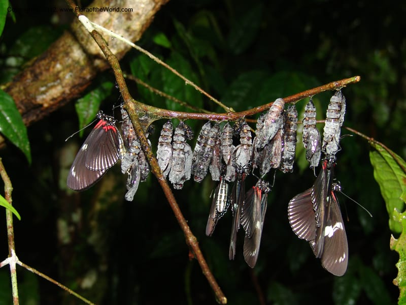 Heliconius--Ecuador. Prov. Pichincha. Reserva Guaycuyacu. 11 Feb 05.  041.jpg