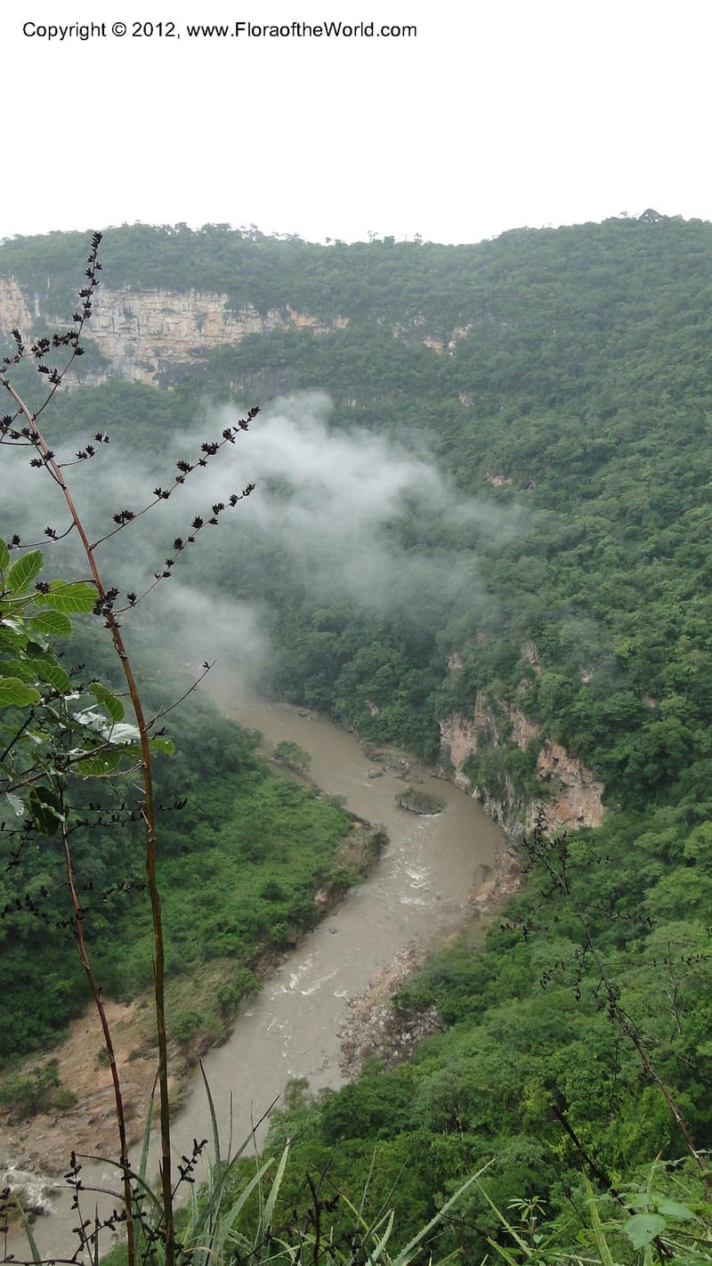 MX. Chiapas. Selva el Ocote. Cascadas el Aguacero. 18 Sept 2010. 327 (25).jpg