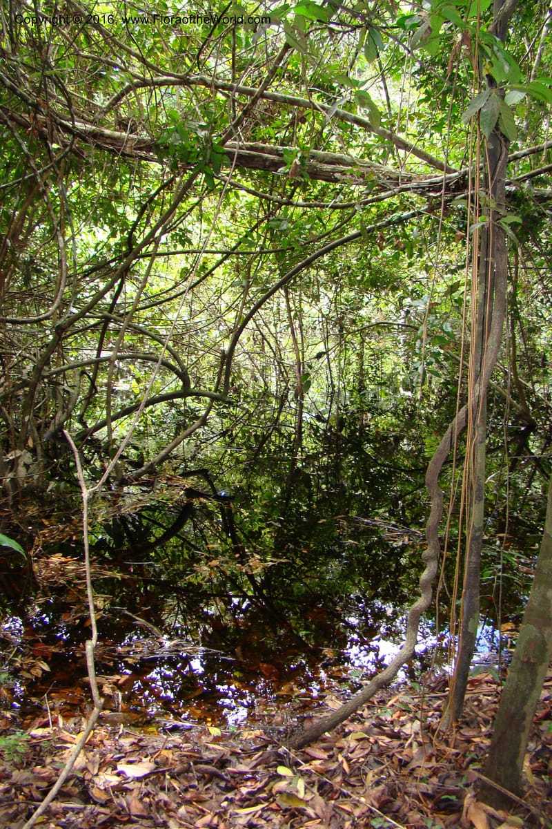 Peru. Loreto. Dist. Nauta. Miraflores, Rio Tigre. 10 Nov 08. 535.jpg