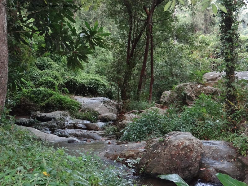 Thailand. Chiang Mai Prov. Doi Suthep Pui Nat. Park. 7 Nov 2012. DSC07362 (374).JPG