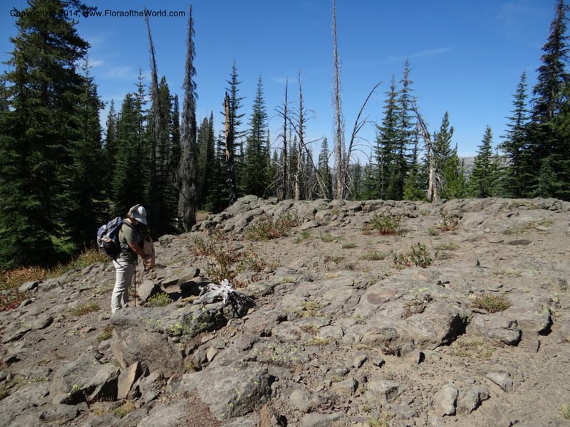 ID. Idaho Co. Lava Ridge Trail. 21 Aug 2013. DSC07258 (21).JPG