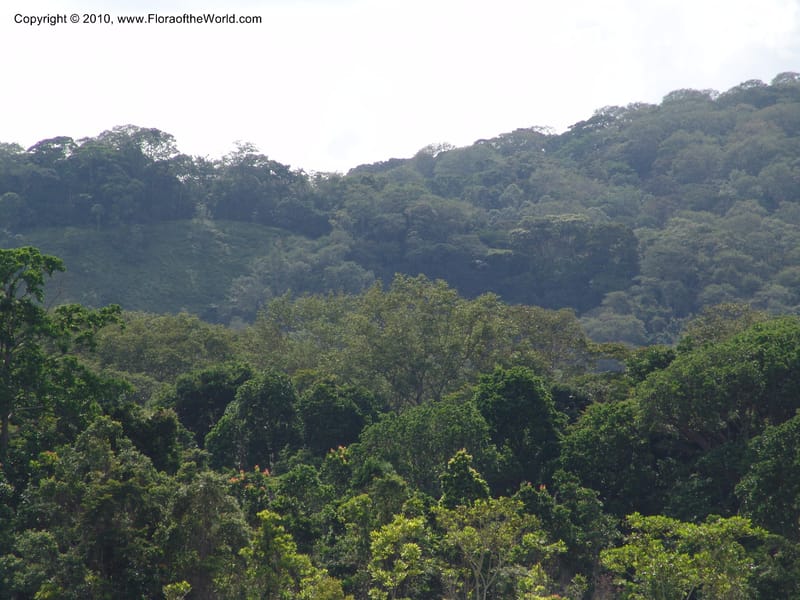 View of the ridge, looking NW--Gabon. Prov. Ogooue-Ivindo. Res. Lope. Fougere Brulee. 19 Apr 06. 277.jpg