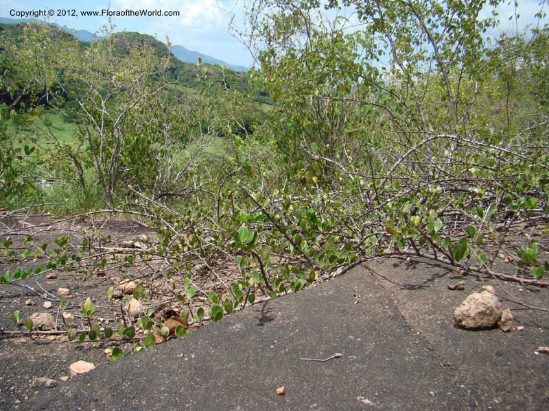MX. Chiapas. Jiquipilas. Cerro el Campanario. 14 Sep 08. 180.jpg
