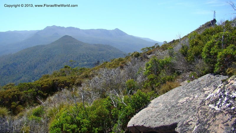 Tasmania. Tim Shea. 30 Jan 2010. 117.jpg