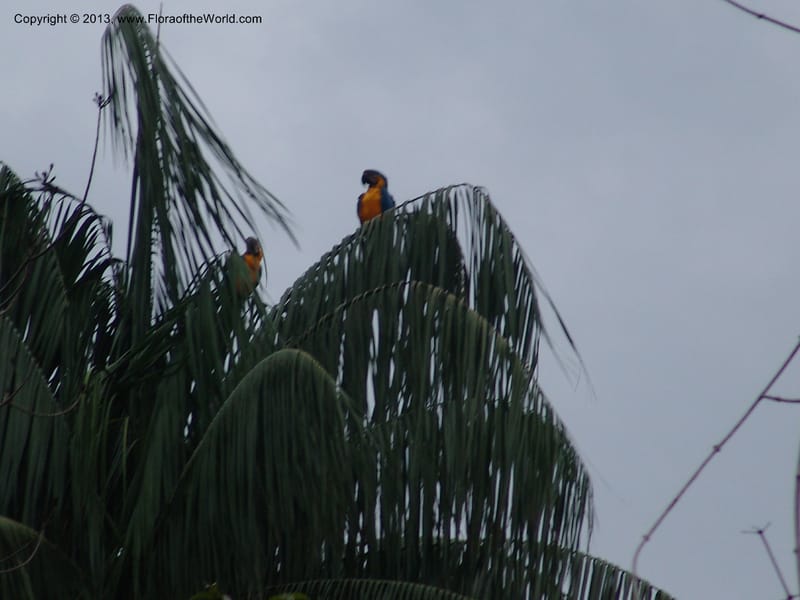 Macaw, blue and yellow--Bolivia.  Pq. Nal. Madidi. Margin of Laguna Chalalan. 22 Sep 06. 270.jpg