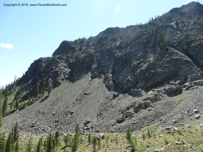 ID. Idaho Co. Seven Devils Mtns. 20 Jul 2015. DSC07745 (55).JPG