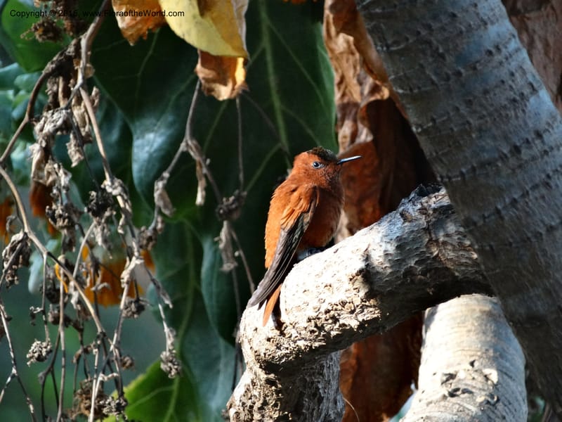 Dendroseris littoralis--Chile. Juan Fernandez. SJB. 21 Feb 2015. DSC08963 (118).JPG