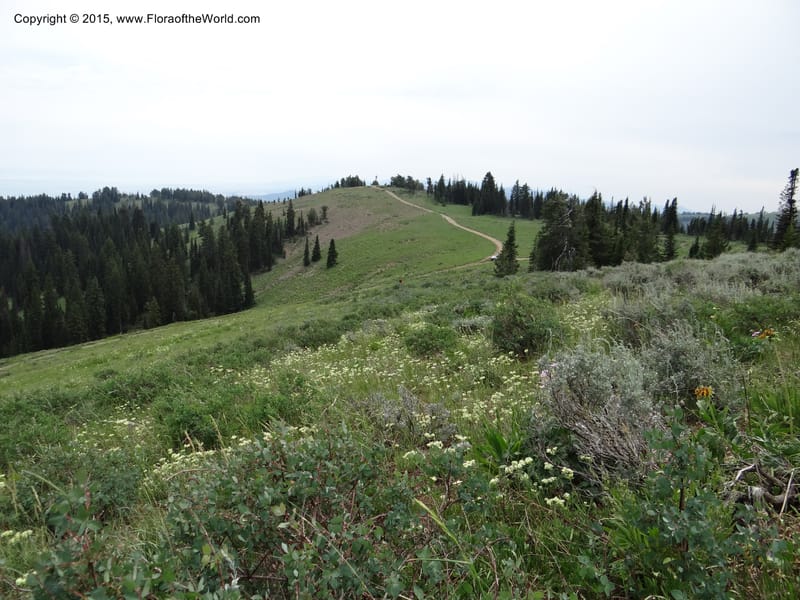 ID. Bear Lake Co. Mt. Sherman. 13 Jul 2012. DSC03679 (34).JPG