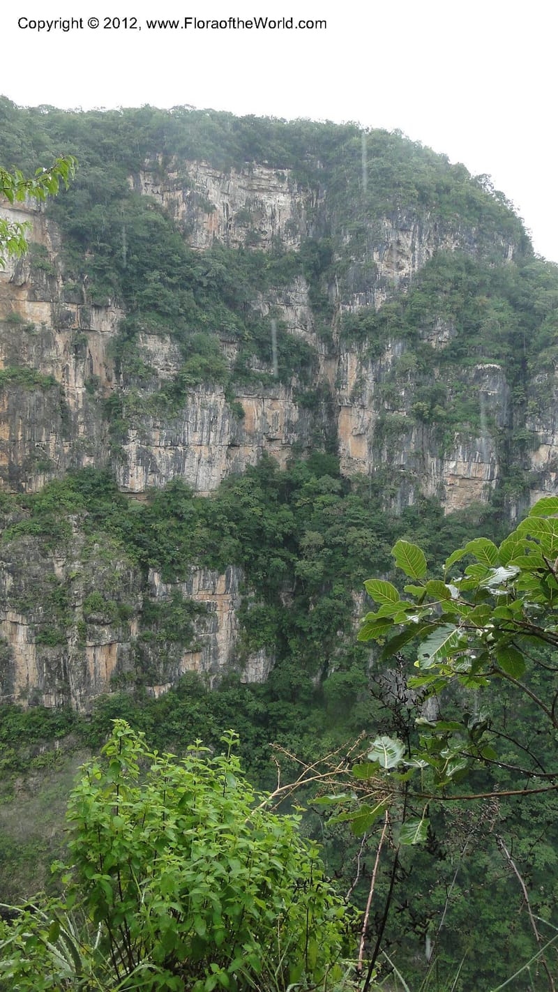MX. Chiapas. Selva el Ocote. Cascadas el Aguacero. 18 Sept 2010. 327 (26).jpg