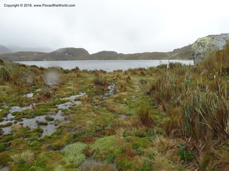 Ecuador. P. N. Cajas. 26 Apr 2015. DSC03197 (96).JPG