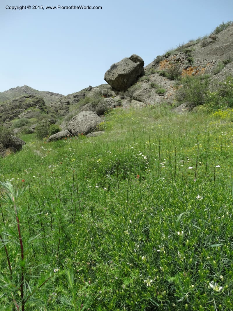 Georgia (Caucasus). Rustavi Village. 5 Jun 2014. DSC07073 (72).JPG