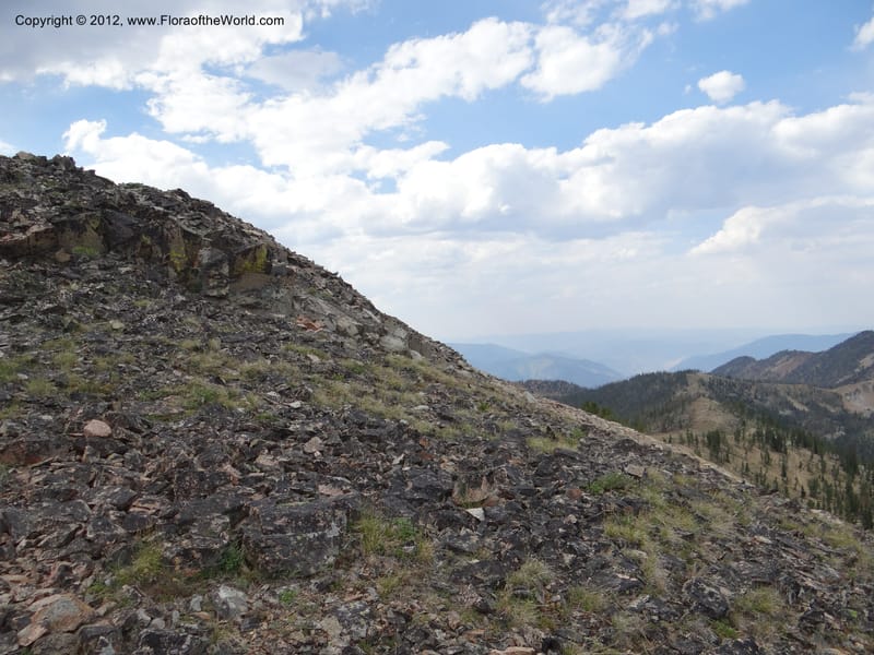 ID. Valley Co. Elk Summit. 7 Aug 2012. DSC04187 (69).JPG