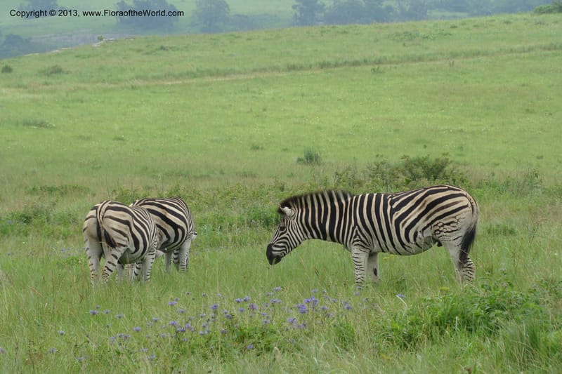 Zebras--South Africa. KwaZulu-Natal. Vernon Crookes Nat. Res. 25 Jan 09. 186.jpg