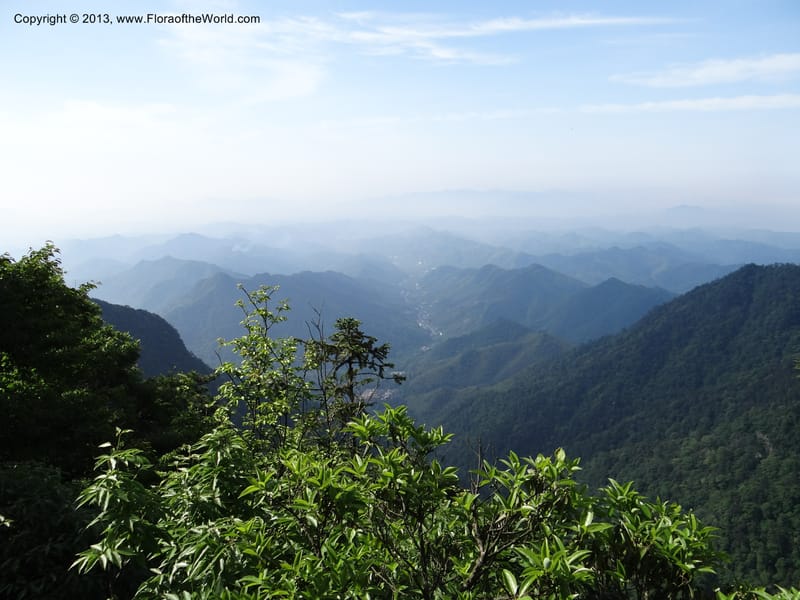 China. Zhejiang Prov. Tian Mu Shan. 29 May 2012. DSC00348 (145).JPG