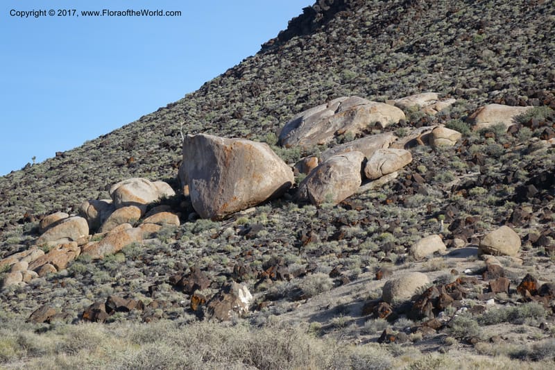 California. Inyo Co. Hwy 190 W of Panamint Spgs. Stop 3. 21 Apr 2016. DSC02265 (63).JPG