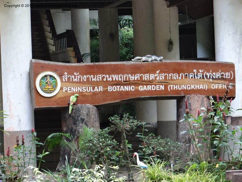Thailand. Trang. Peninsula Bot. Gard. Thungkhai. 17 Nov 2012. DSC00231 (2).JPG