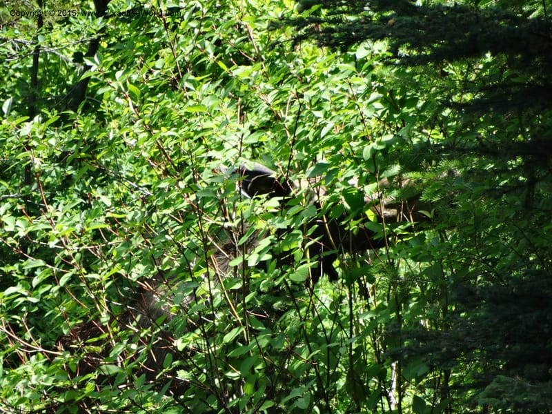 Idaho. Valley Co. Payette Lake. Sylvan Reservoir. 13 Jul 2014. DSC09715 (4).JPG