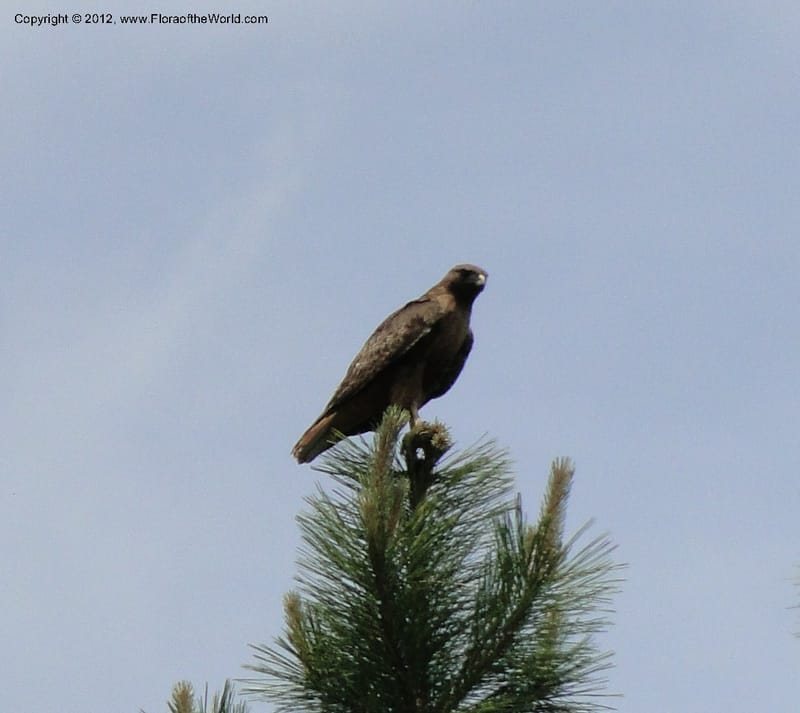 Buteo jamaicensis, red-tailed hawk--Idaho. Adams Co. Fish Lake Rd. 10 July 2011. 069 (1).jpg