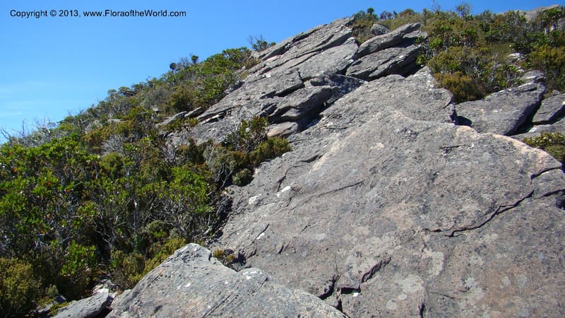 Tasmania. Tim Shea. 30 Jan 2010. 116.jpg