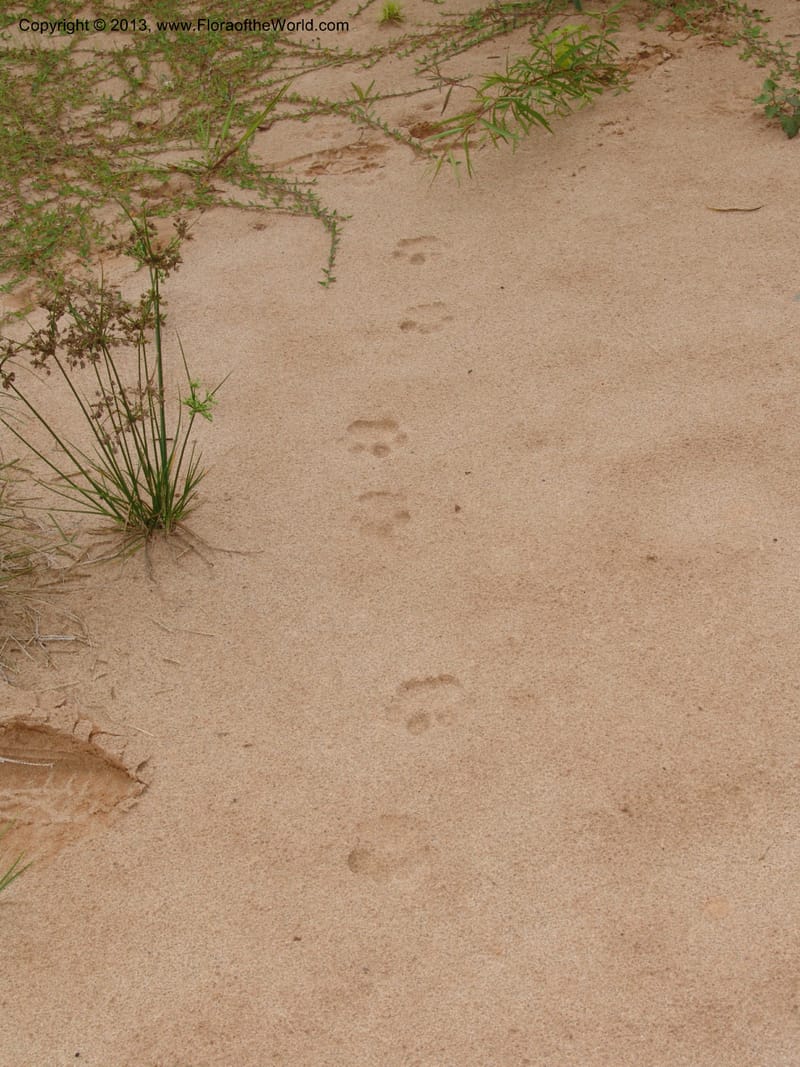 Ocelot track--Bolivia. Pq. Nal. Madidi. Rio Yariapo, 4 km E of Chalalan. 25 Sep 06. 075.jpg