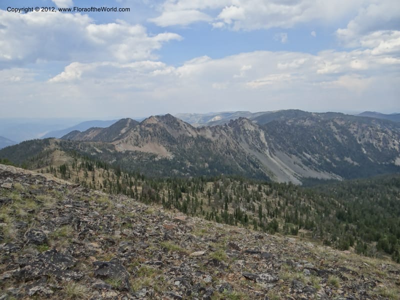 ID. Valley Co. Elk Summit. 7 Aug 2012. DSC04187 (70).JPG