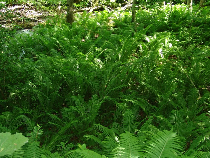 Georgia. Borjomi-Kharagauli Nat. Pk. 8  Jun 05. 182.jpg