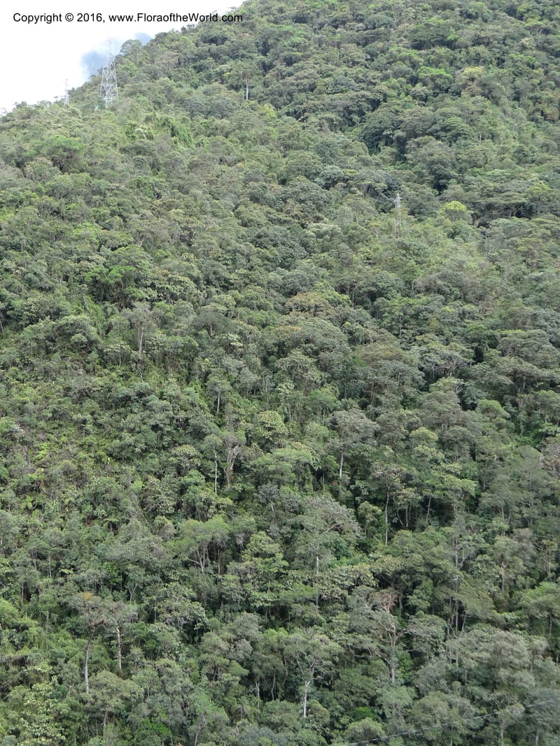 Ecuador. Zamora-Chinchipe. San francisco habitat. DSC05230 (7).JPG