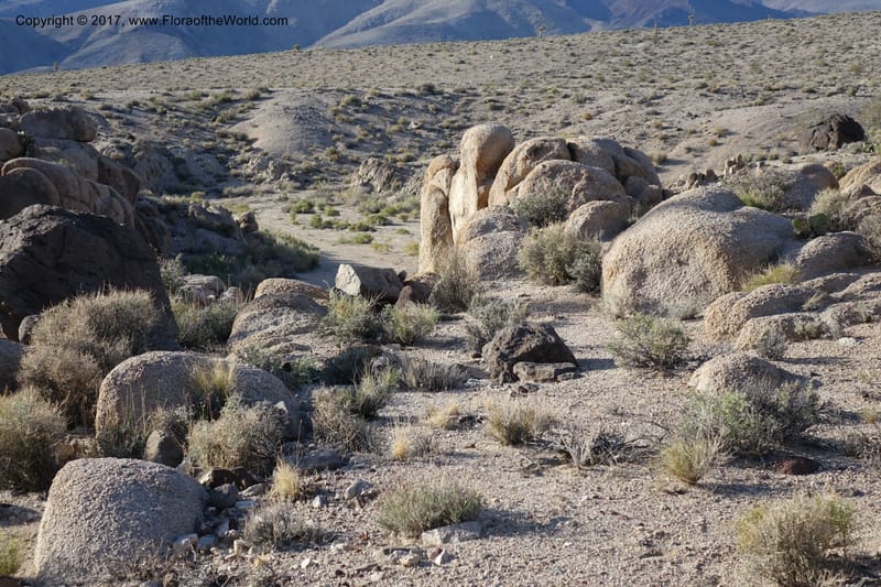 California. Inyo Co. Hwy 190 W of Panamint Spgs. Stop 3. 21 Apr 2016. DSC02265 (65).JPG